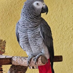 🦜 African Grey Congo Parrot for Sale