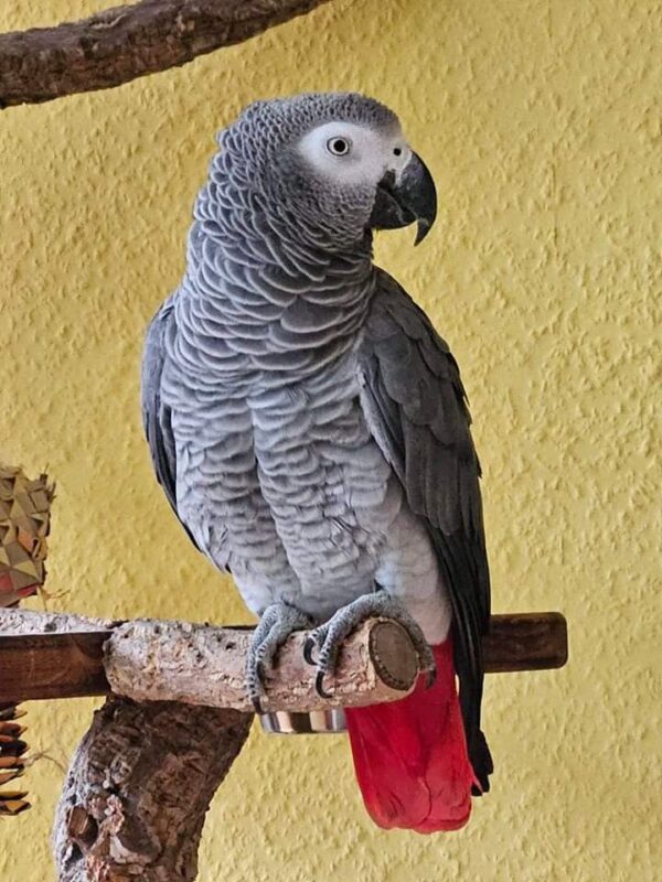 🦜 Cory – Male African Grey Parrot for Sale - Image 2