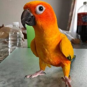 🌞 Sun Conure Parrot for Sale – Meet Chars