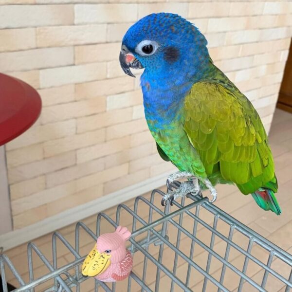 🦜 Blue-Headed Pionus Parrot for Sale - Image 2