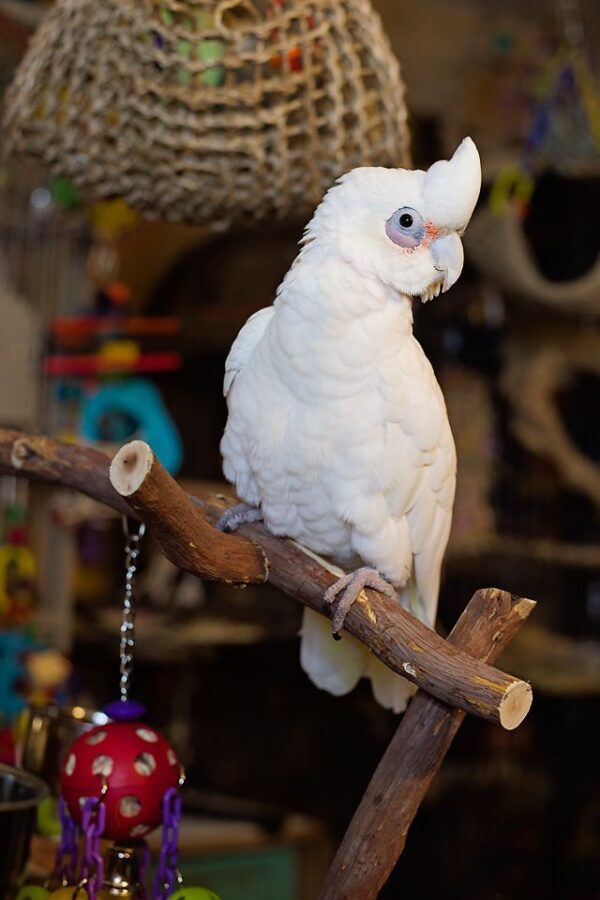 🦜 Bare-Eyed Cockatoo for Sale - Image 3