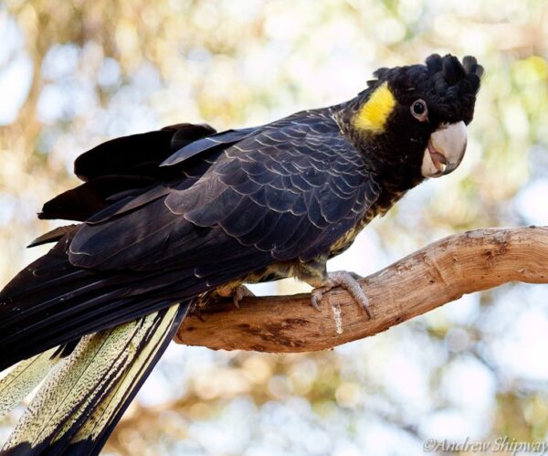 🦜 Yellow-Tailed Black Cockatoo for Sale - Image 4