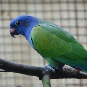 🦜 Blue-Headed Pionus Parrot for Sale