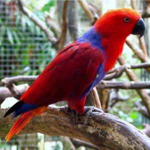 🦜 Solomon Island Eclectus Parrot for Sale – Nature’s Masterpiece of Beauty & Intelligence