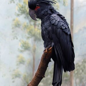 🦜 Black Palm Cockatoo for Sale