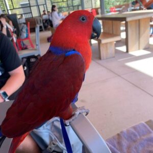 🦜 Red Sided Eclectus Parrot for Sale – A Colorful, Intelligent, and Loving Companion