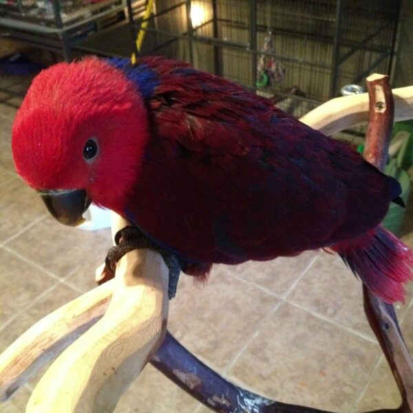 🦜 Red Sided Eclectus Parrot for Sale – A Colorful, Intelligent, and Loving Companion - Image 2