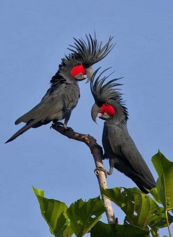 🦜 Black Palm Cockatoo for Sale - Image 6
