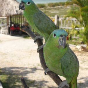 🦜 Mealy Amazon Parrot for Sale