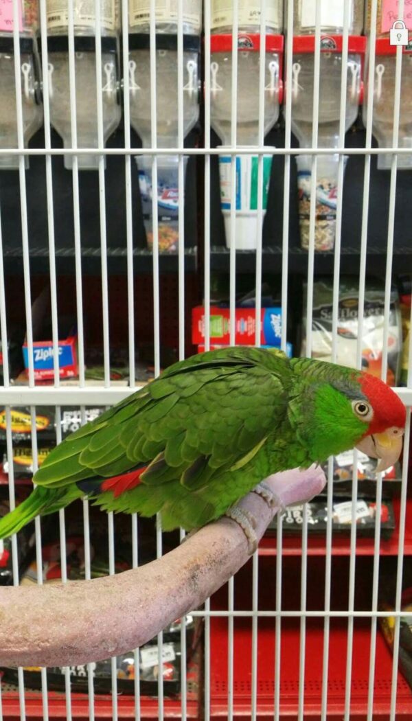 🦜 Mexican Red Headed Amazon Parrot for Sale - Image 2