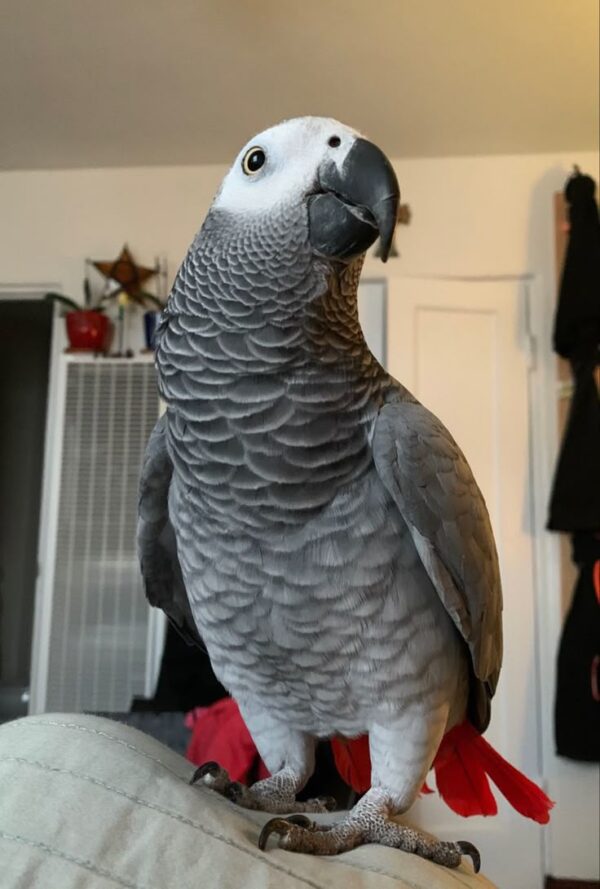 🦜 Cory – Male African Grey Parrot for Sale - Image 3