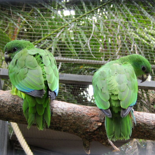 🦜 Black-Billed Amazon Parrot for Sale - Image 4