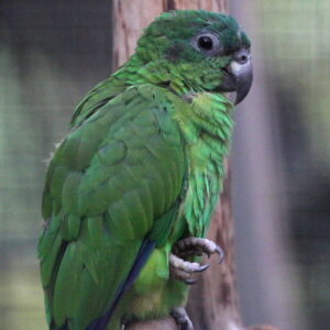 🦜 Black-Billed Amazon Parrot for Sale