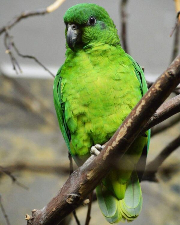🦜 Black-Billed Amazon Parrot for Sale - Image 3