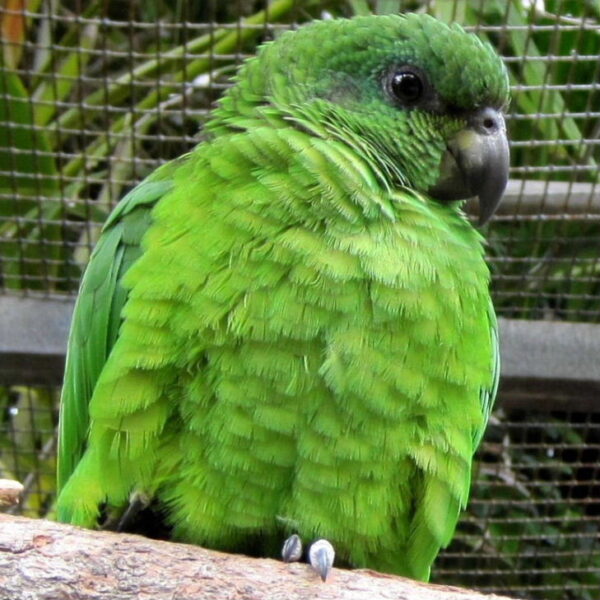 🦜 Black-Billed Amazon Parrot for Sale - Image 2