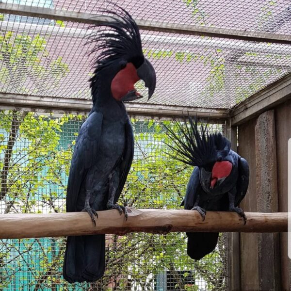 🦜 Black Palm Cockatoo for Sale - Image 2