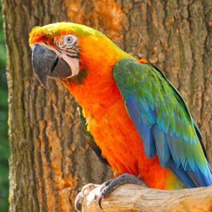 🦜 Catalina Macaw for Sale