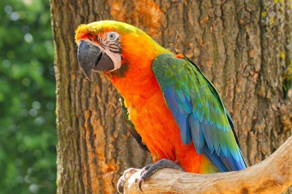 🦜 Catalina Macaw for Sale