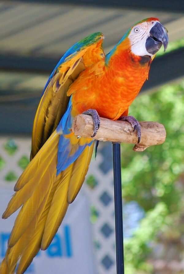 🦜 Catalina Macaw for Sale - Image 4