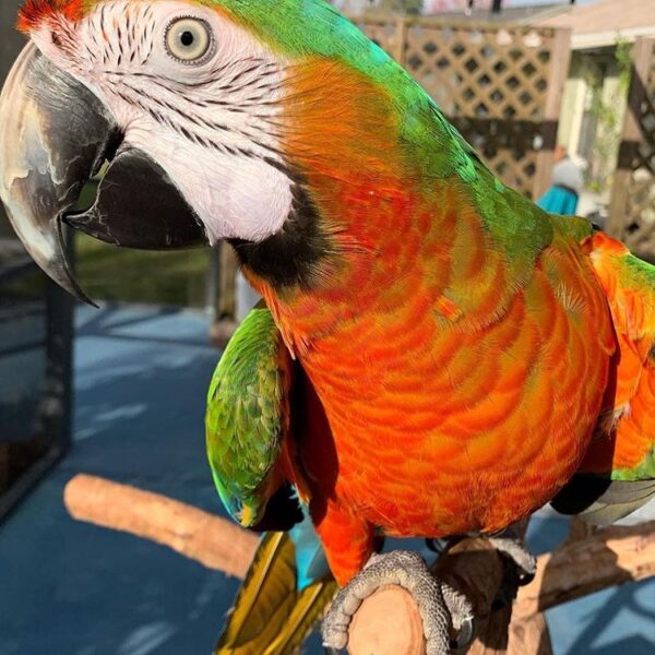 🦜 Catalina Macaw for Sale - Image 2