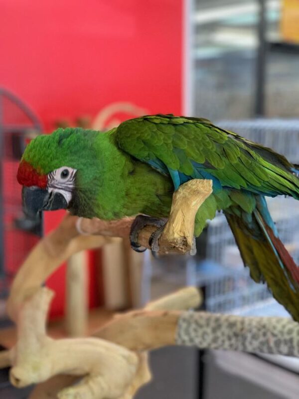 🦜 Catalina Macaw for Sale - Image 5