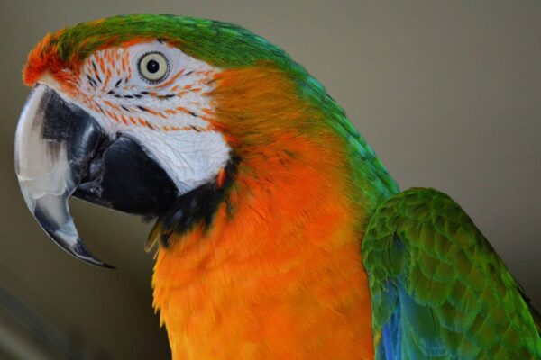 🦜 Catalina Macaw for Sale - Image 7