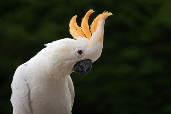 🦜 Citron Crested Cockatoo for Sale - Image 5