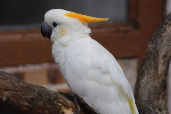 🦜 Citron Crested Cockatoo for Sale - Image 4