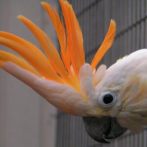 🦜 Citron Crested Cockatoo for Sale