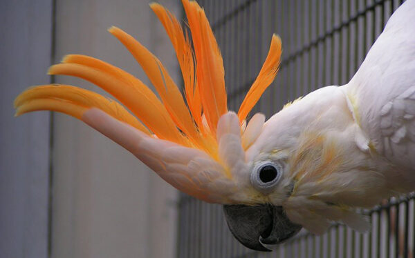 🦜 Citron Crested Cockatoo for Sale