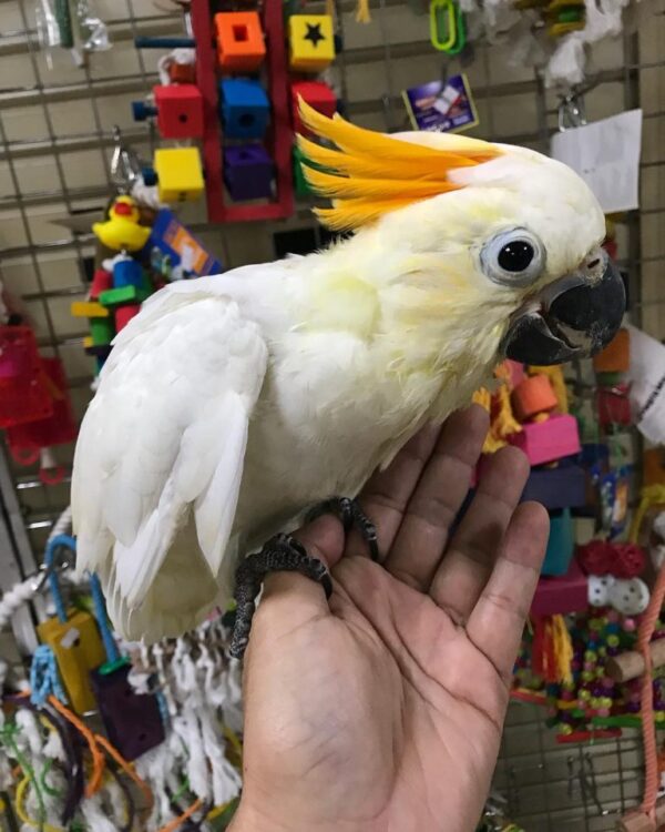 🦜 Citron Crested Cockatoo for Sale - Image 3