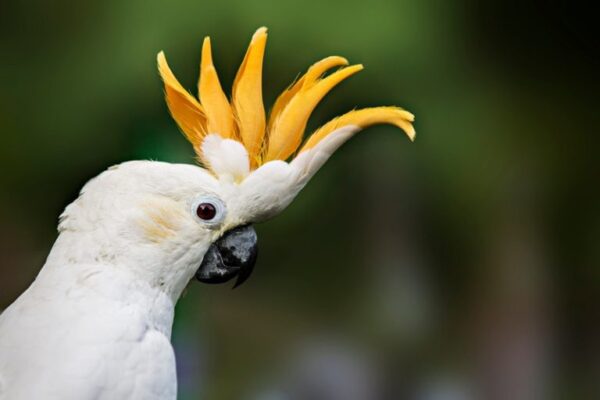 🦜 Citron Crested Cockatoo for Sale - Image 6