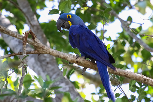 π¦ Hyacinth Macaw for Sale β The Gentle Giant of the Parrot World - Image 3