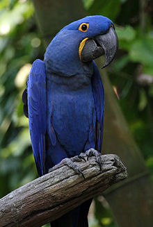π¦ Hyacinth Macaw for Sale β The Gentle Giant of the Parrot World - Image 5