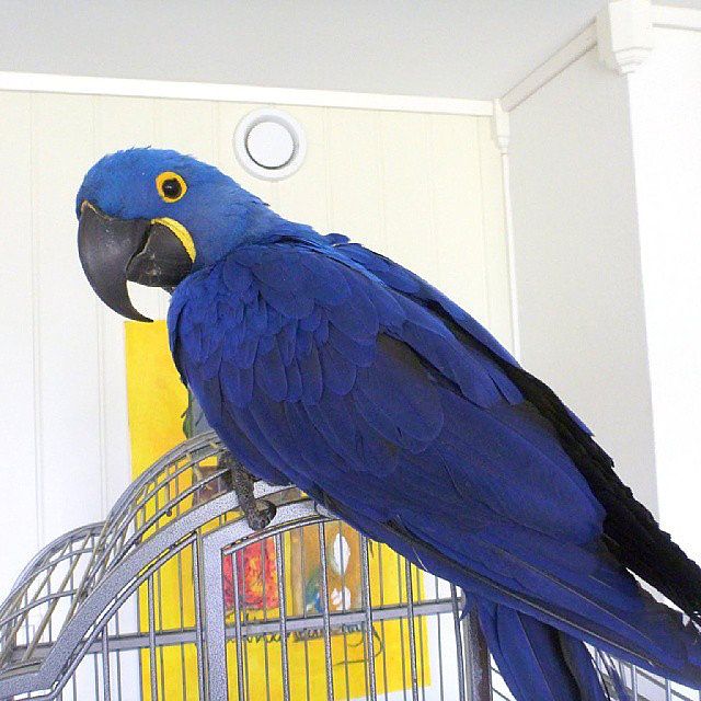 π¦ Hyacinth Macaw for Sale β The Gentle Giant of the Parrot World - Image 2