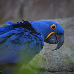 🦜 Hyacinth Macaw for Sale – The Gentle Giant of the Parrot World