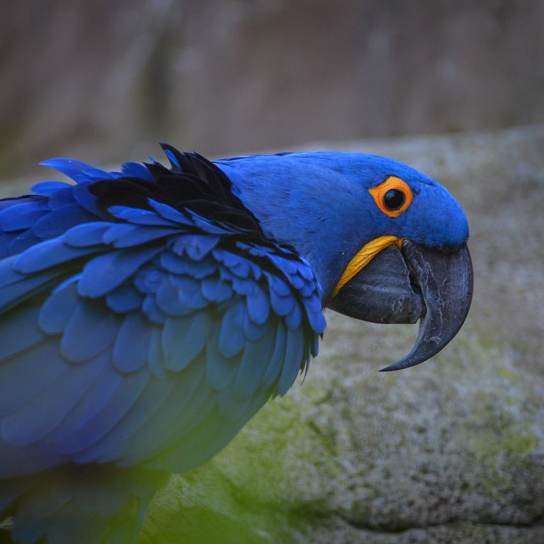 π¦ Hyacinth Macaw for Sale β The Gentle Giant of the Parrot World