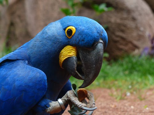 π¦ Hyacinth Macaw for Sale β The Gentle Giant of the Parrot World - Image 4