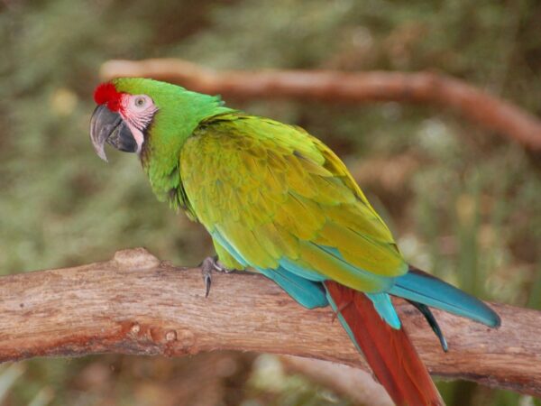 🦜 Military Macaw for Sale – A Majestic and Intelligent Companion