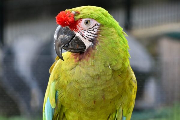 🦜 Military Macaw for Sale – A Majestic and Intelligent Companion - Image 2