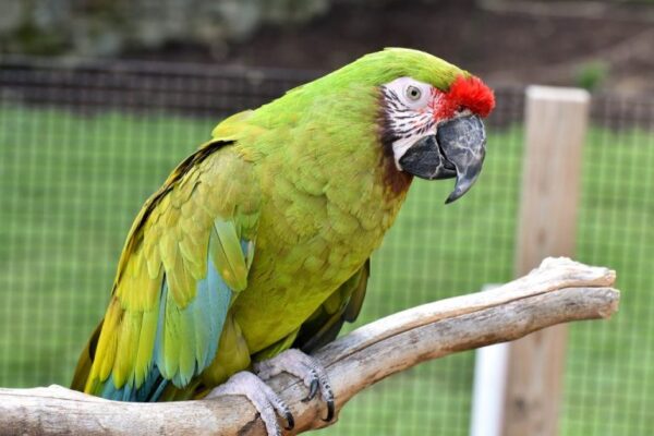 🦜 Military Macaw for Sale – A Majestic and Intelligent Companion - Image 4