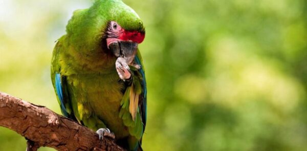 🦜 Military Macaw for Sale – A Majestic and Intelligent Companion - Image 5