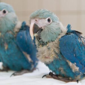 💎 Spix’s Macaw for Sale — The Rarest Blue Jewel in the Avian World