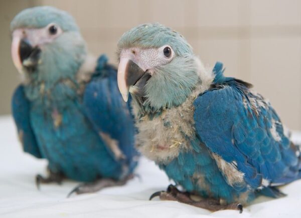 💎 Spix’s Macaw for Sale — The Rarest Blue Jewel in the Avian World