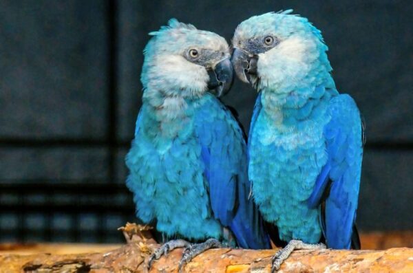 💎 Spix’s Macaw for Sale — The Rarest Blue Jewel in the Avian World - Image 4