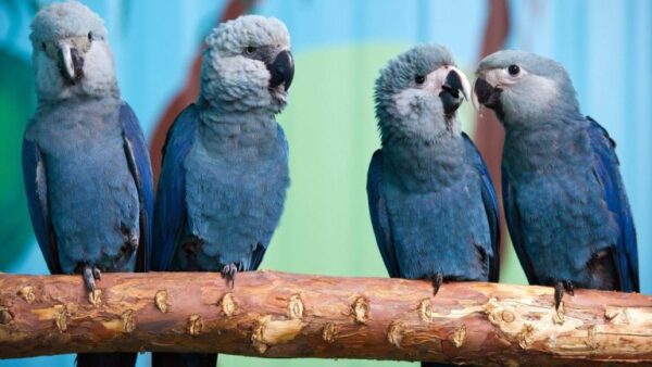 💎 Spix’s Macaw for Sale — The Rarest Blue Jewel in the Avian World - Image 3