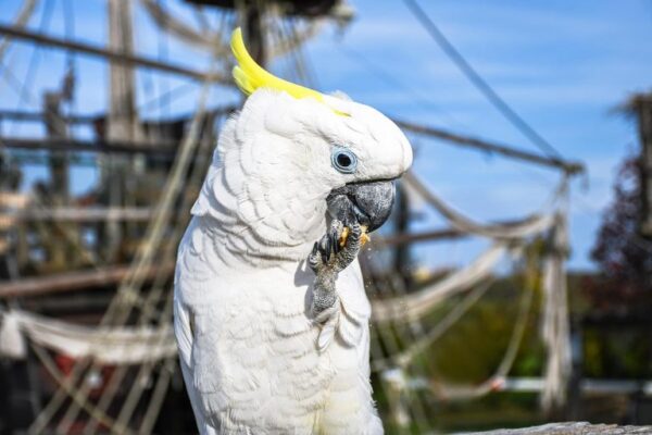 🦜 Sulphur-Crested Cockatoo for Sale