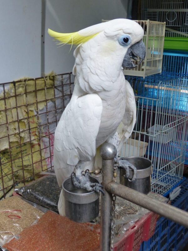 🦜 Sulphur-Crested Cockatoo for Sale - Image 2