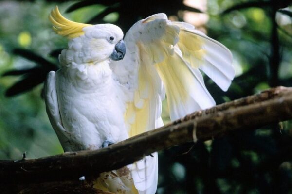🦜 Sulphur-Crested Cockatoo for Sale - Image 3