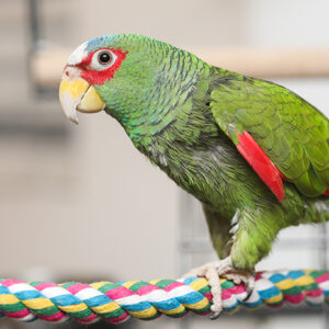 🦜 White Fronted Amazon Parrot for Sale – Smart, Social & Full of Personality